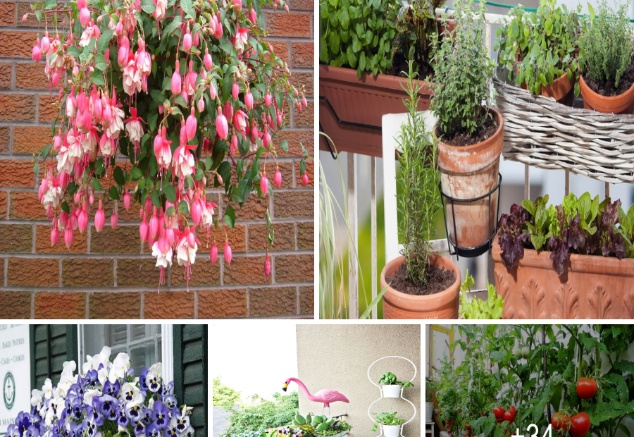 10 Best Plants And Vegetables To Grow On A Balcony BienTin