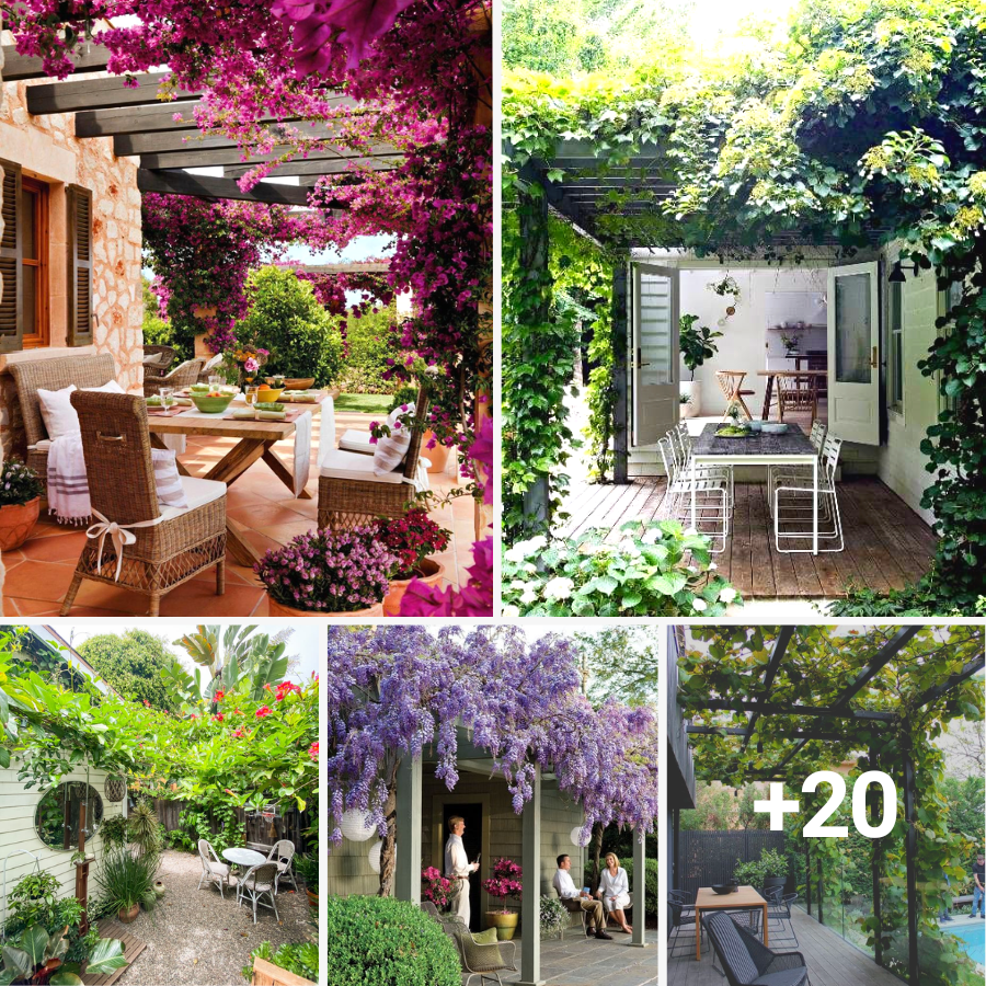 22 Vine Patio Ideas To Give The Shade BienTin